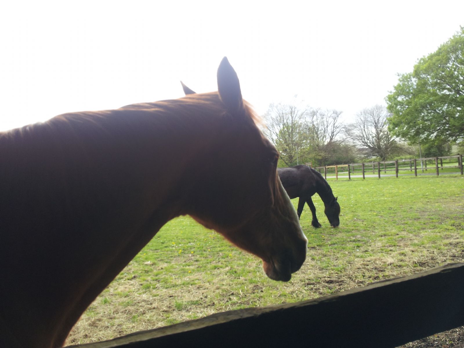 Lee Valley Riding Centre